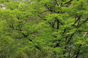 울창한 여름 나무