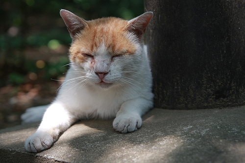 공원에서 졸고 있는 일본 고양이