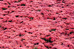 빨간 국화꽃 가득한 꽃밭