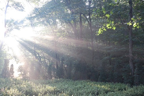 숲속에 비친 아침 햇살