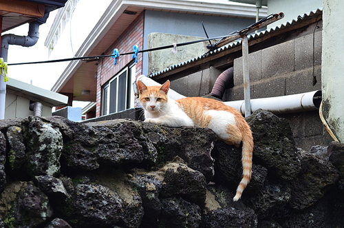 제주도 돌담 위에 앉아있는 고양이 한 마리