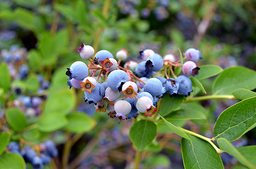 농장 나무에 주렁주렁 열린 슈퍼푸드 여름 과일 블루베리 열매 접사 풍경