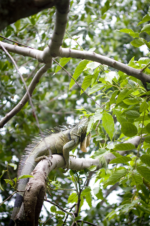 나무위에 있는 도마뱀