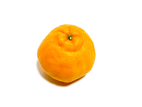 오렌지 한라봉 누끼