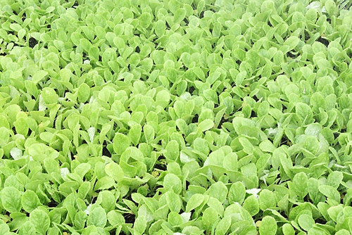 배추 묘목, sapling, seedling, Chinese cabbage | 유토이미지 | 상세페이지 | 베이직샵 | 사진 ...
