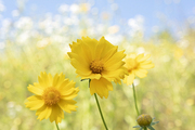 황금빛 여운이 아름다운 여름 국화 금계국/ 여름 코스모스