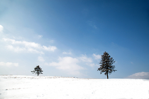 하얀 눈으로 덮인 언덕에 두 그루의 나무