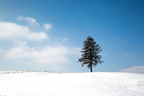 하얀 눈으로 덮인 언덕에 한 그루 나무