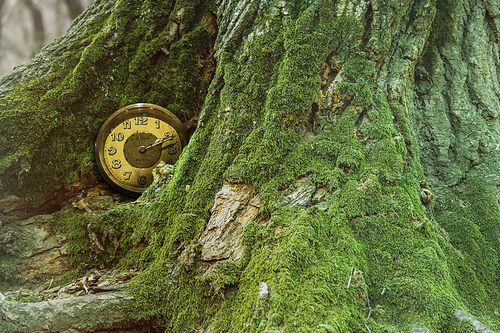 이끼낀 고목나무와 시계