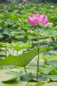 큰 연잎 밑에 개구리가 있을 것만 같은 녹색의 느낌이 있는 연꽃 사진