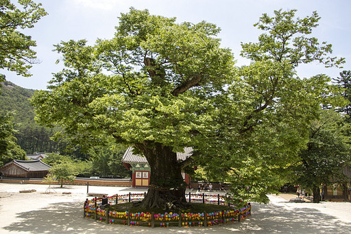 한국 내소사 수호 나무