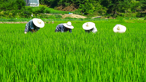 경상북도 합천군 통명리 푸른 논밭에서 열심히 품앗이 하는 농부들 풍경
