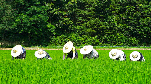 경상북도 합천군 통명리 푸른 논밭에서 열심히 품앗이 하는 농부들 풍경