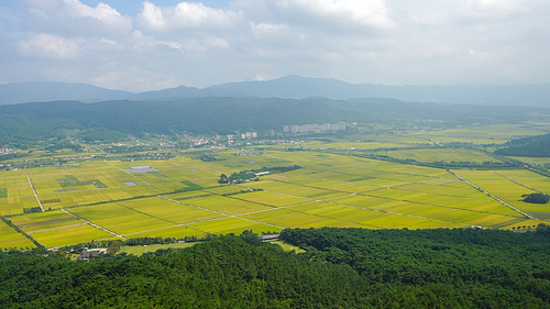 경주 남산 금오정에서 보이는 시골의 푸른 논밭 풍경