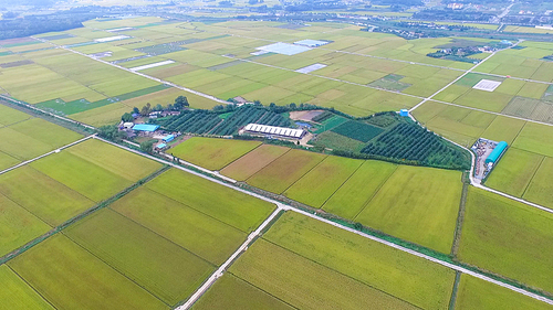 유토이미지 | 드넓은 논밭 주변에 둘러싸여있는 시골집 풍경