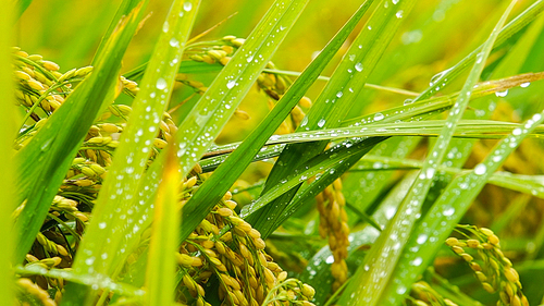 논밭 벼잎에 맺힌 빗방울 클로즈업