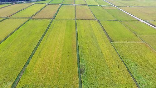 경주 남산 금오정에서 일정한 모양을 보이는 푸른 논밭 항공촬영