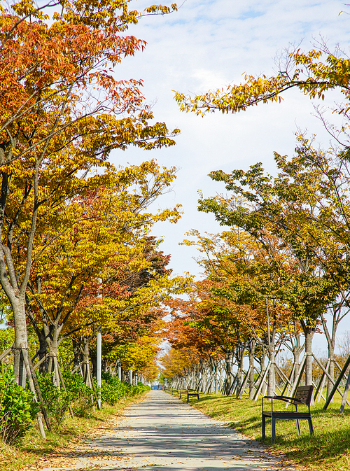 가을 단풍이 물들은 나무들 사이로 쭉 뻗은 길 풍경