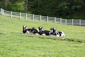 풀밭에 앉아 쉬고 있는 젖소 송아지