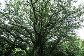 제주도 비자림의 가장 큰 비자나무
