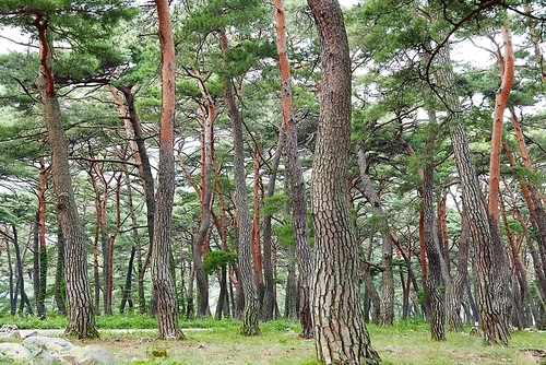 한국의 아름다운 소나무