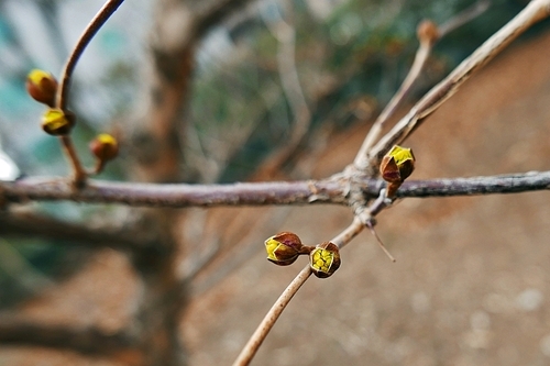 봄 맞이 하는 2월의 산수유나무 가지의 꽃봉오리