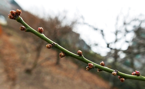봄 맞이 하는 2월의 매화나무 가지의 꽃봉오리