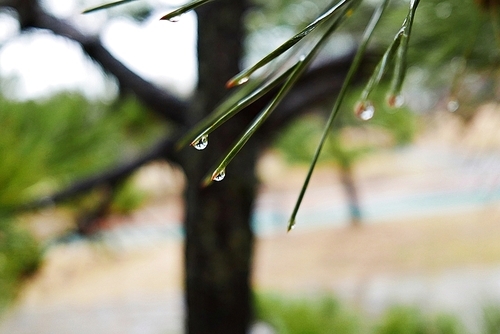 봄비 오는 날 소나무 잎에 맺히는 빗방울