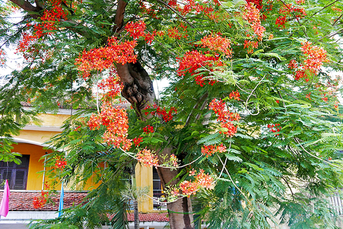 베트남의 길가에 늘어선 예쁜 프엉꽃 나무