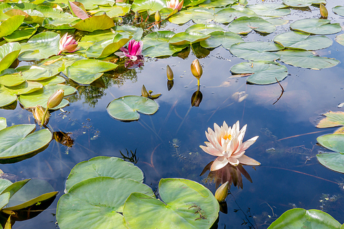 연못에 핀 아름다운 수련 잎과 백수련 꽃