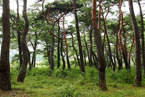 생명력이 넘치는 한국의 소나무 숲