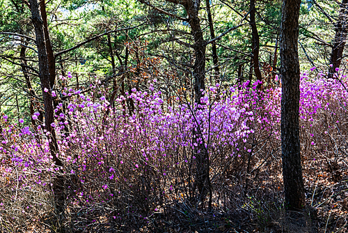 소나무 군락지에 만개한 연분홍 진달래 꽃