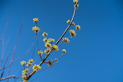 예쁜 노란색 산수유꽃과 파란하늘 배경