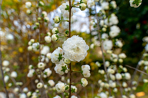 하얀꽃이 탐스러운 봄의 꽃,옥매화 꽃