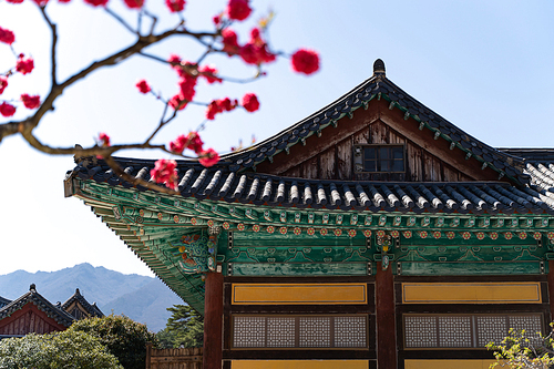 홍매화와 한국 전통 기왓집 배경