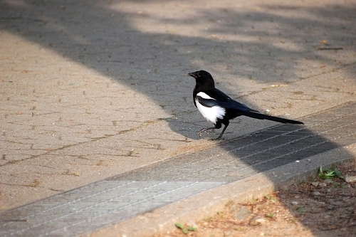 보도블럭 위의 까치