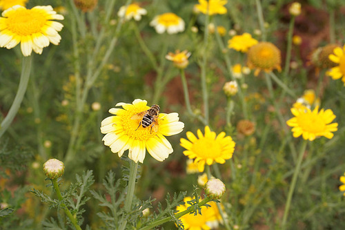 노란색 꽃위에 앉아있는 꿀벌 한마리.