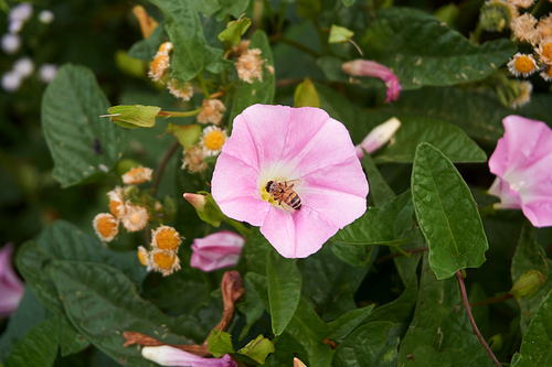 나팔꽃에서 꽃가루를 찾는 꿀벌.
