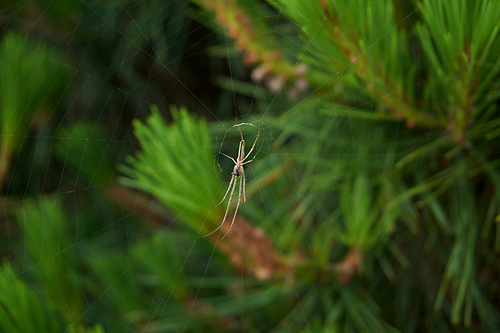 소나무에 거미줄을 친 거미.