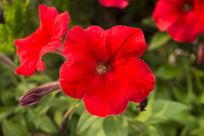 빨강 페튜니아 꽃