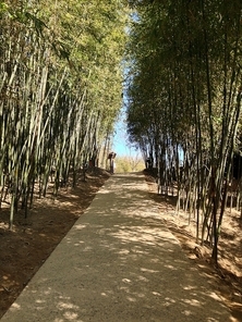 대나무 숲길