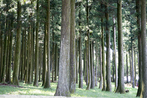 제주 절물자연휴양림 삼나무 숲길