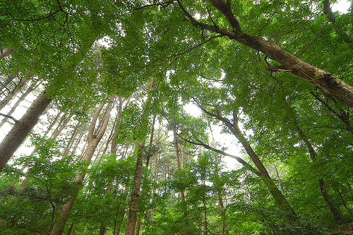 나무숲