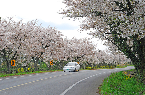 벚꽃 도로