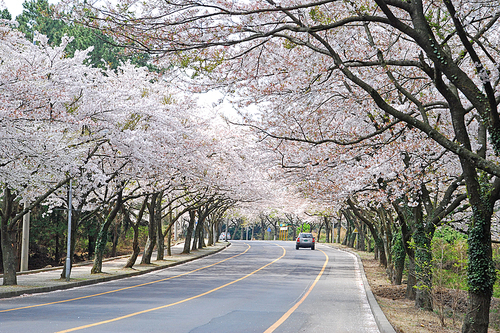 벚꽃 도로