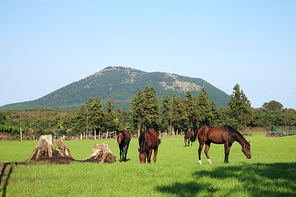 제주 조랑말