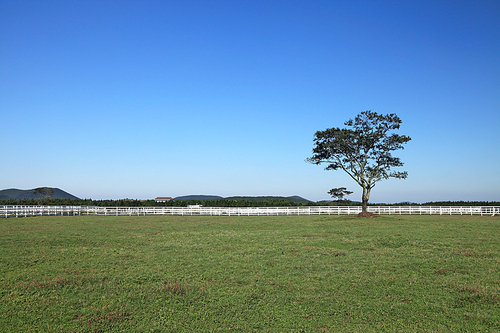 종마목장 풍경