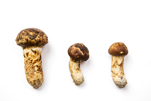 Mushroom 45