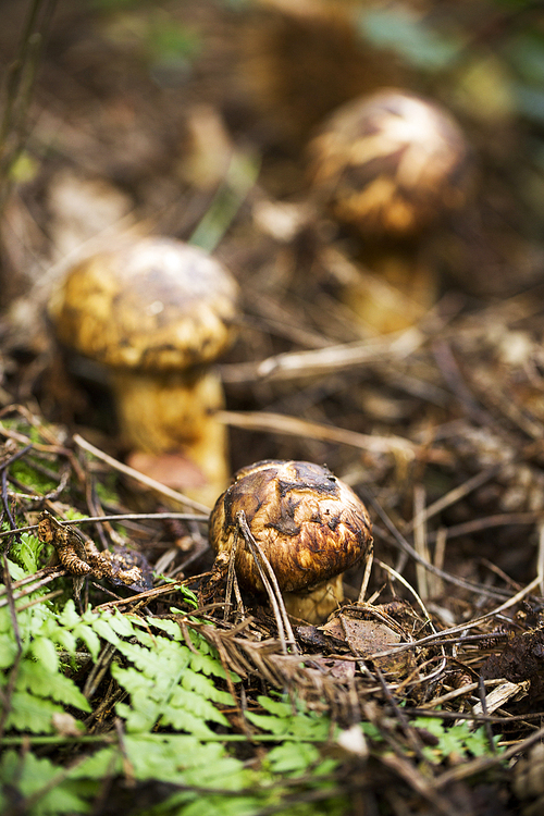 Mushroom 53