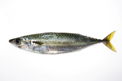 Seafood 024